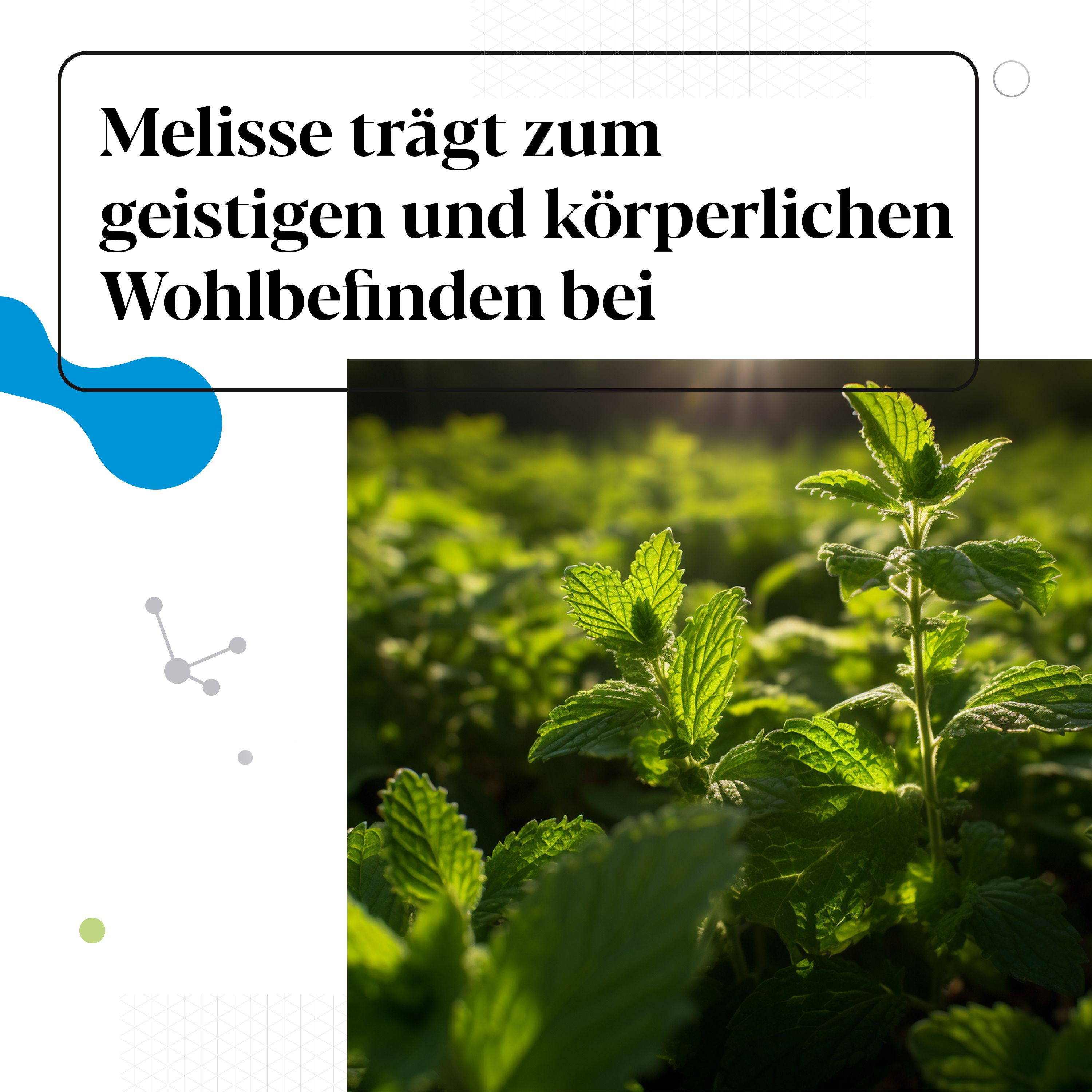 Nahaufnahme von Melisse-Pflanzen. Text: Melisse trägt zum geistigen und körperlichen Wohlbefinden bei.