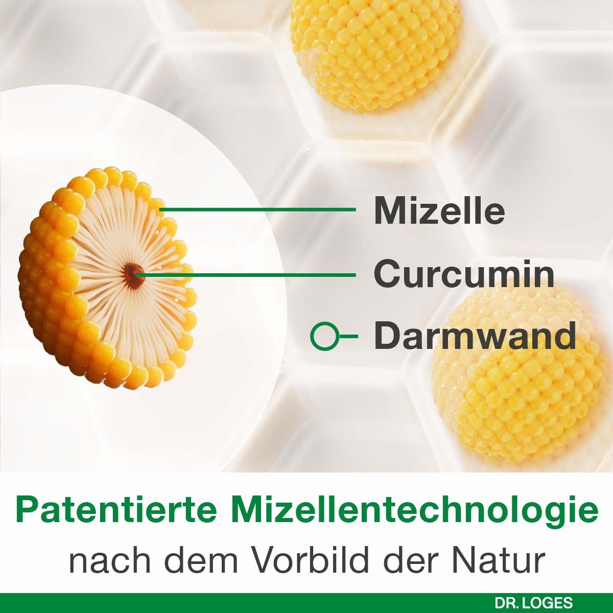Grafik zur Mizellen-Technologie: Mizelle, Curcumin, Darmwand. Patentierte Mizellentechnologie.