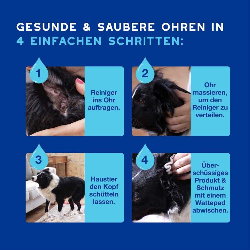 Vier Bilder zeigen Schritte: 1. Reiniger auftragen. 2. Ohrmassage. 3. Kopf schütteln lassen. 4. Überschüssiges abwischen.