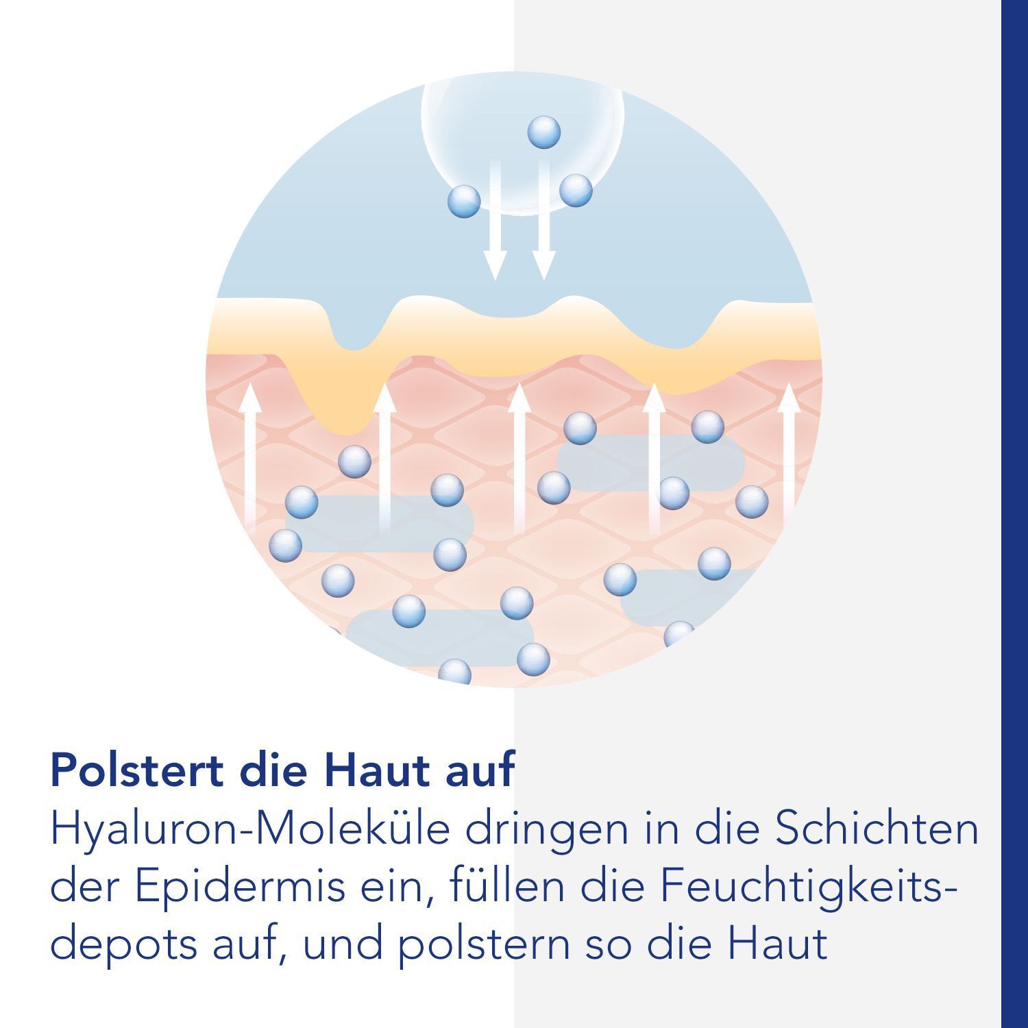 Grafik: Hyaluron-Moleküle dringen in die Haut ein. Text: Polstert die Haut auf. Feuchtigkeitsdepots werden aufgefüllt.