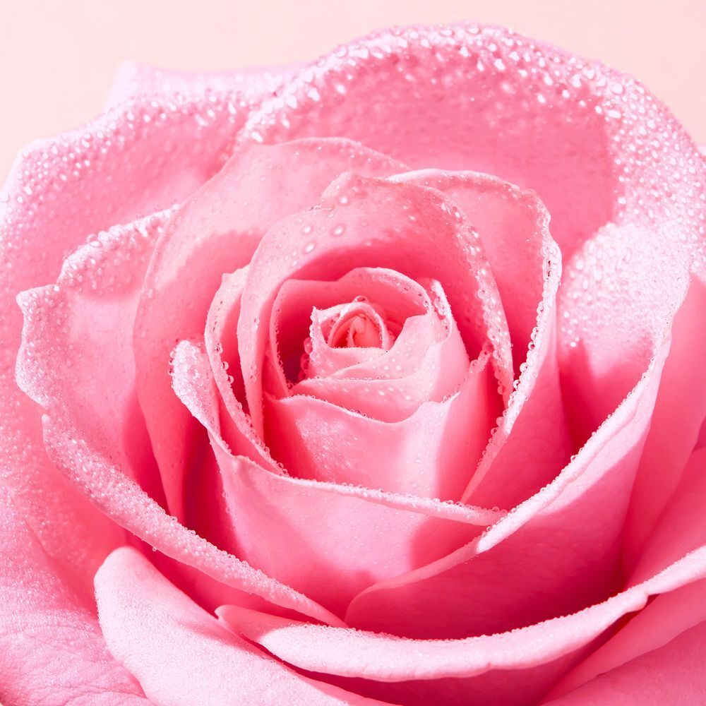 Nahaufnahme einer rosa Rose mit Wassertropfen.