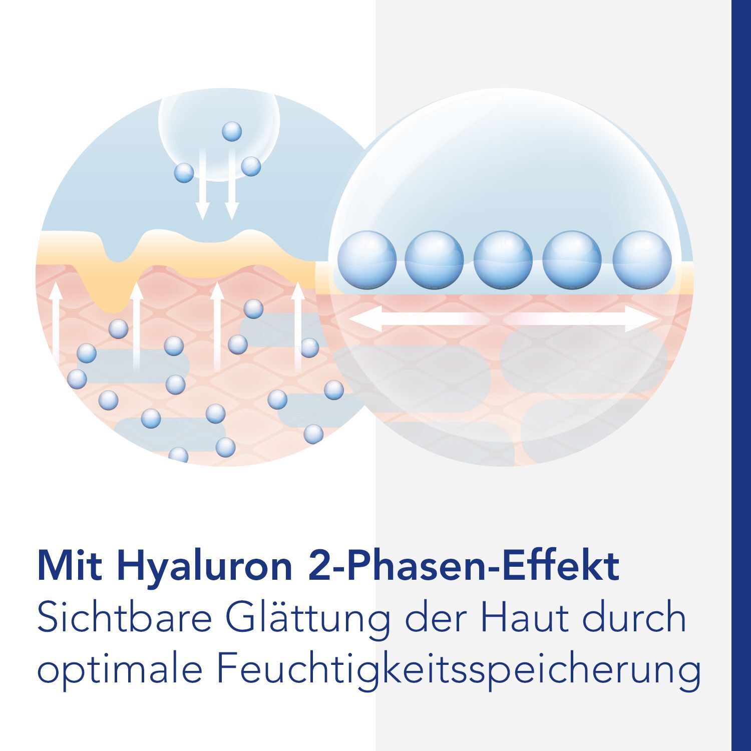 Grafische Darstellung: Hautschichten mit Hyaluron-Molekülen. Text: Mit Hyaluron 2-Phasen-Effekt. Sichtbare Hautglättung.