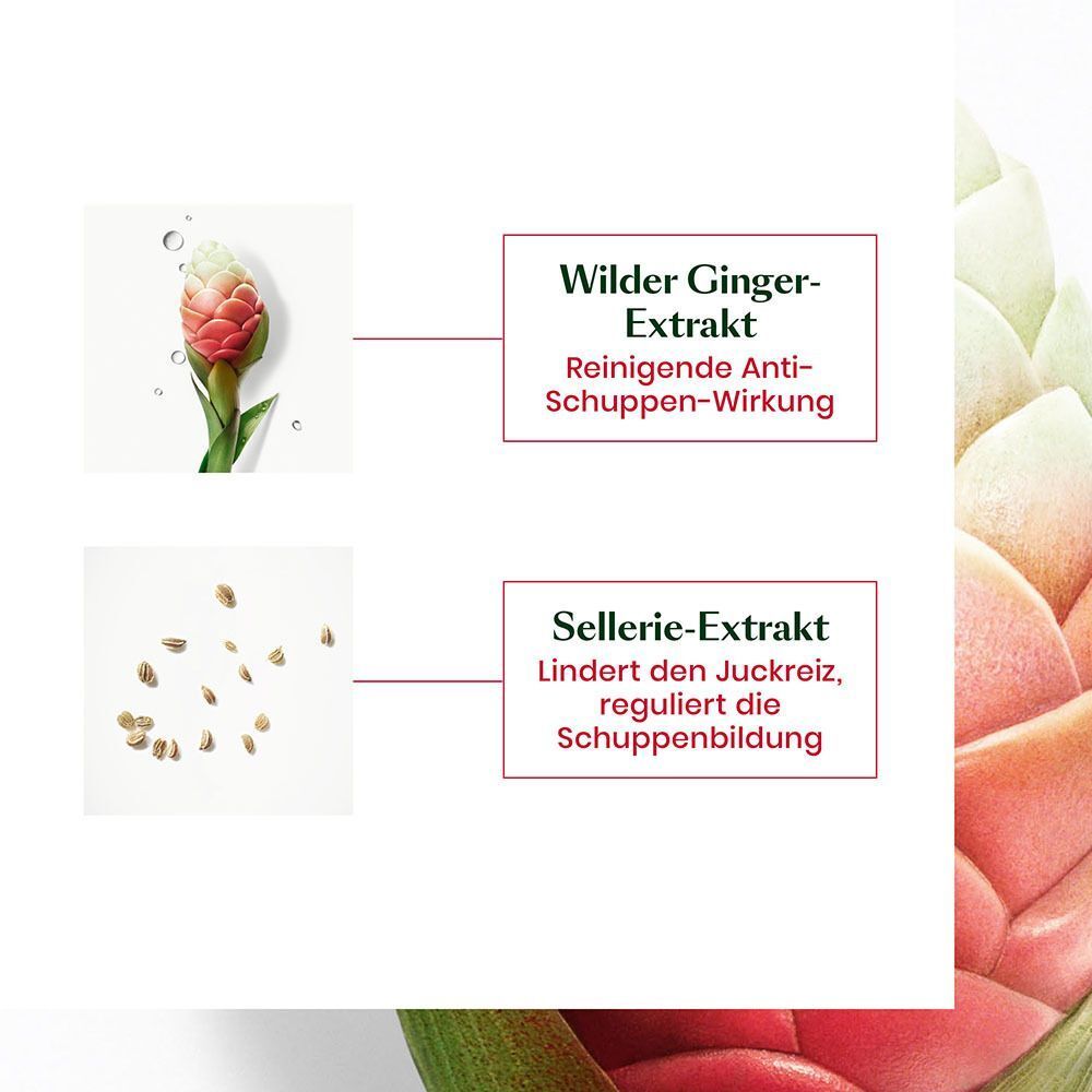 Abbildungen von Inhaltsstoffen. Text: Wilder Ginger-Extrakt, Sellerie-Extrakt. Reinigende Anti-Schuppen-Wirkung.