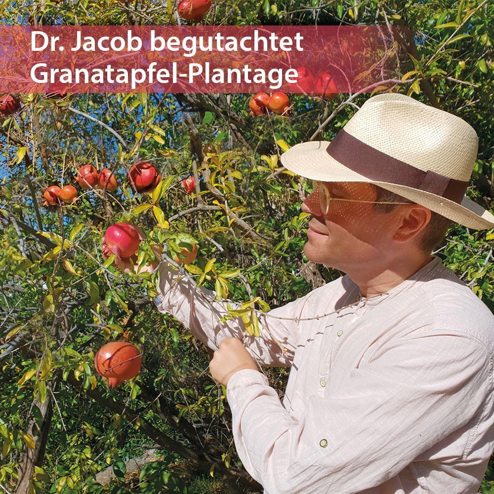 Mann betrachtet Granatäpfel an einem Baum. Er trägt Hut und Hemd. Text: Dr. Jacob begutachtet Granatapfel-Plantage.