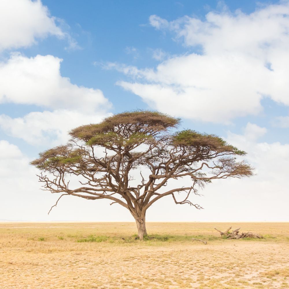 Baum in Landschaft. Blauer Himmel mit Wolken. Gelbes Gras.