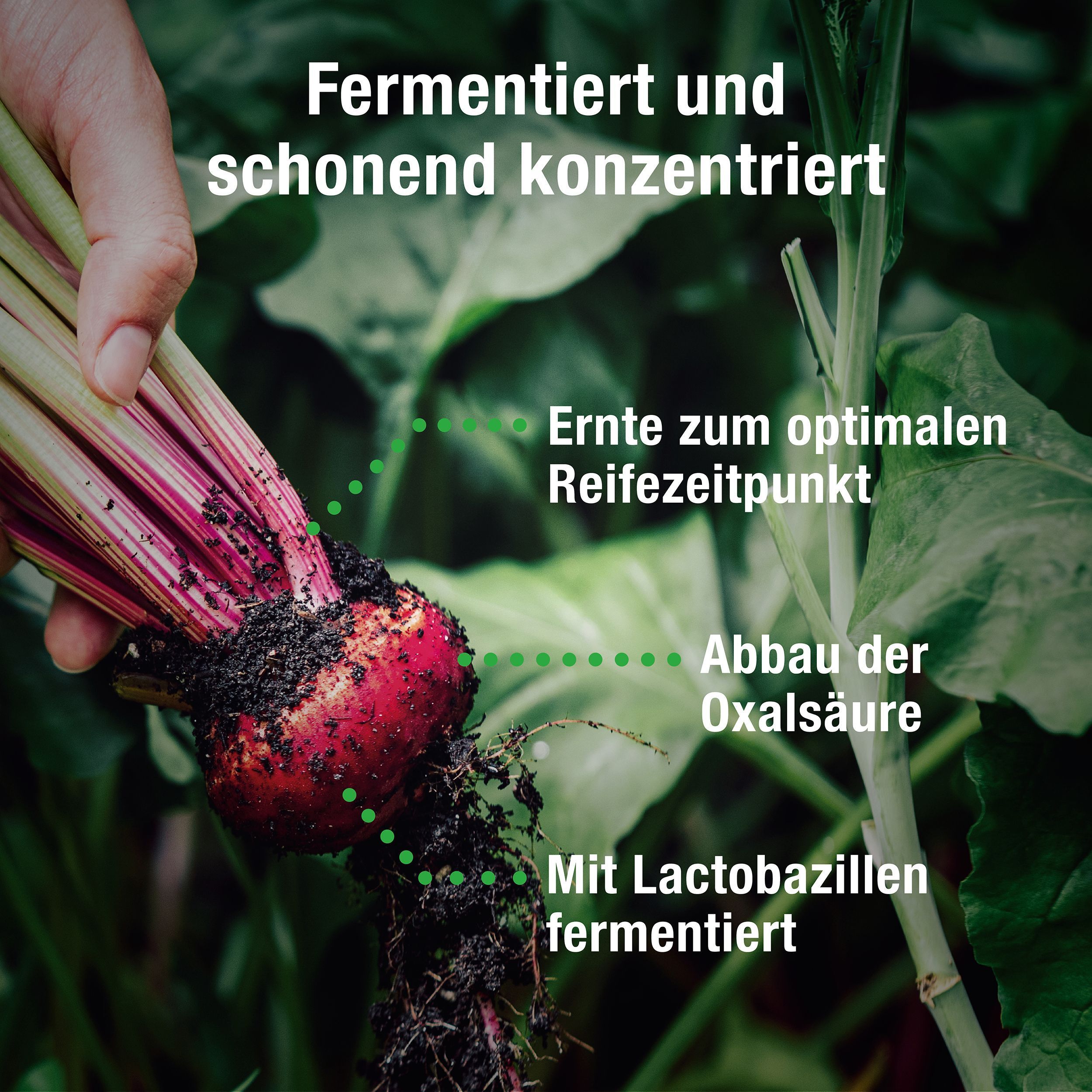 Hand hält Rote Bete. Text: Fermentiert und schonend konzentriert. Abbau der Oxalsäure. Mit Lactobazillen fermentiert.