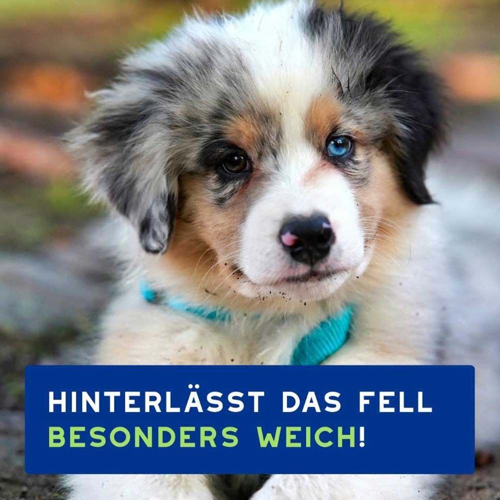 Ein Welpe mit blauem Halsband. Text: Hinterlässt das Fell besonders weich!