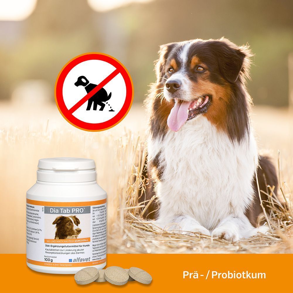 Hund neben Produktflasche und Tabletten. Aufschrift: Dia Tab PRO, 100g, alfavet. Rotes Verbotsschild mit Hund.