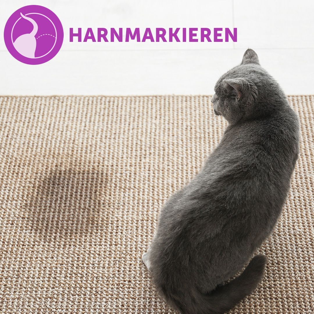 Graue Katze sitzt auf einem Teppich. Text: HARNMARKIEREN, in einem lila Kreis.