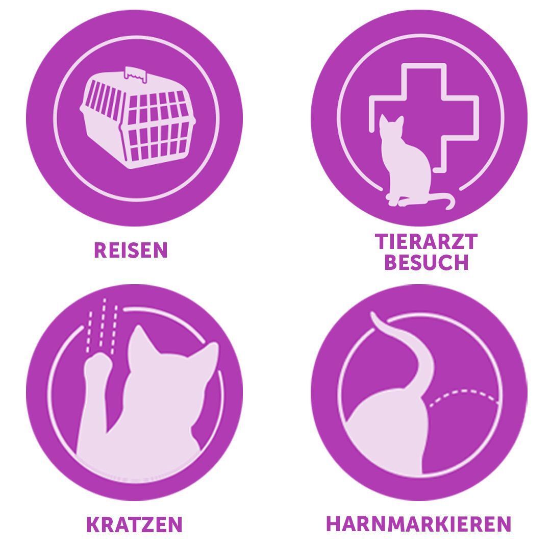 Vier lila Kreise mit Symbolen: Transportbox, Tierarztbesuch, Kratzen, Harnmarkieren.