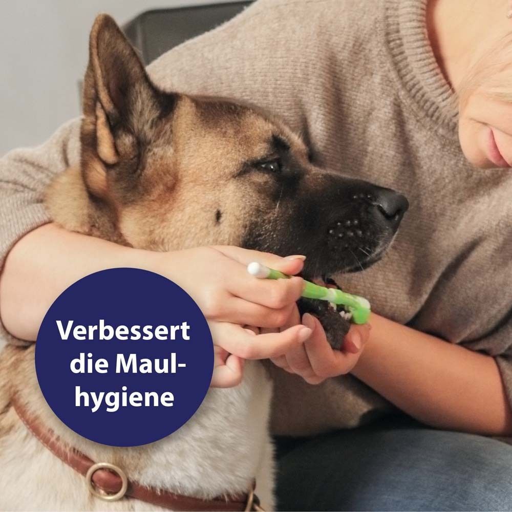 Hund mit Zahnbürste im Maul. Text: Verbessert die Maulhygiene.