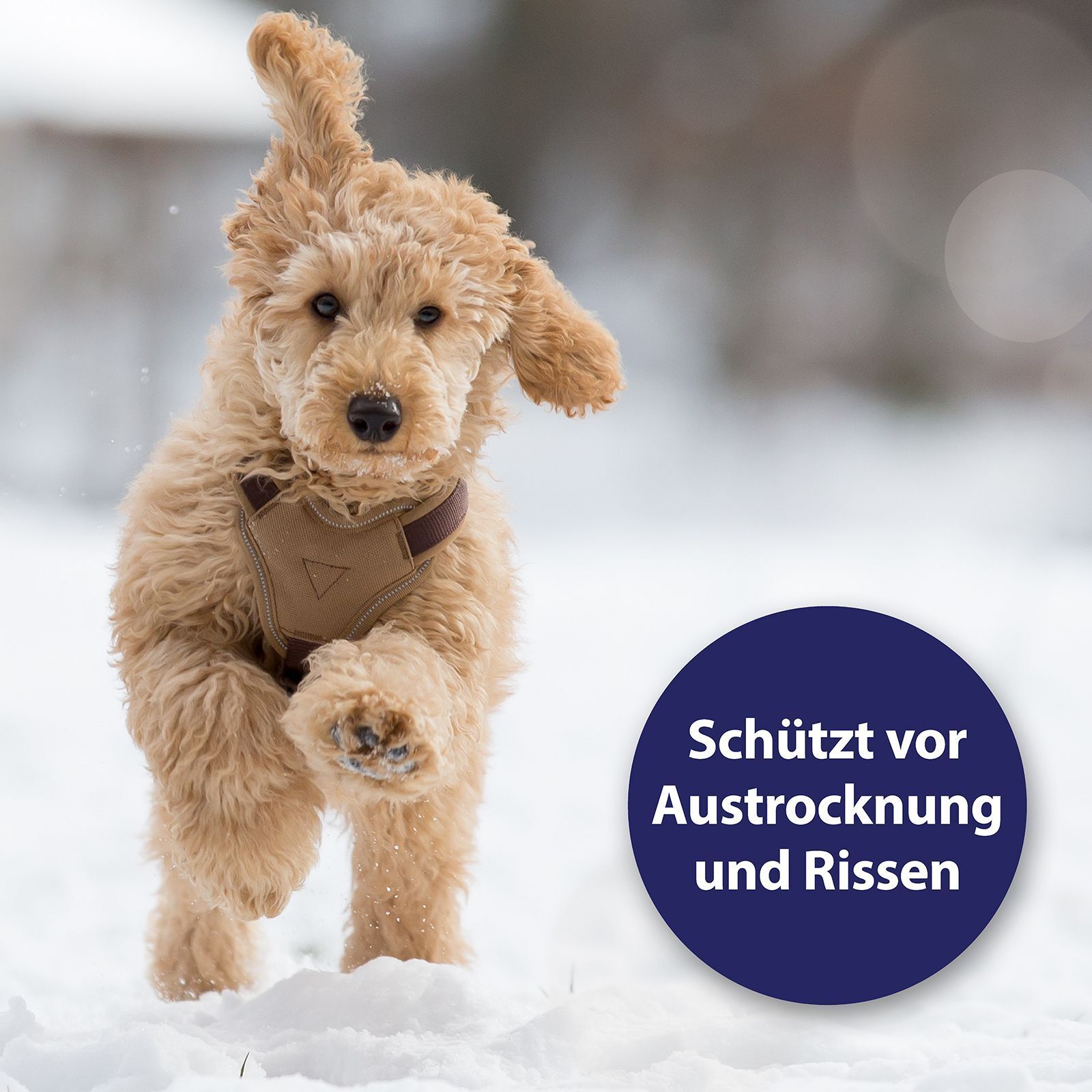 Hund rennt im Schnee. Blauer Kreis mit Text: Schützt vor Austrocknung und Rissen.
