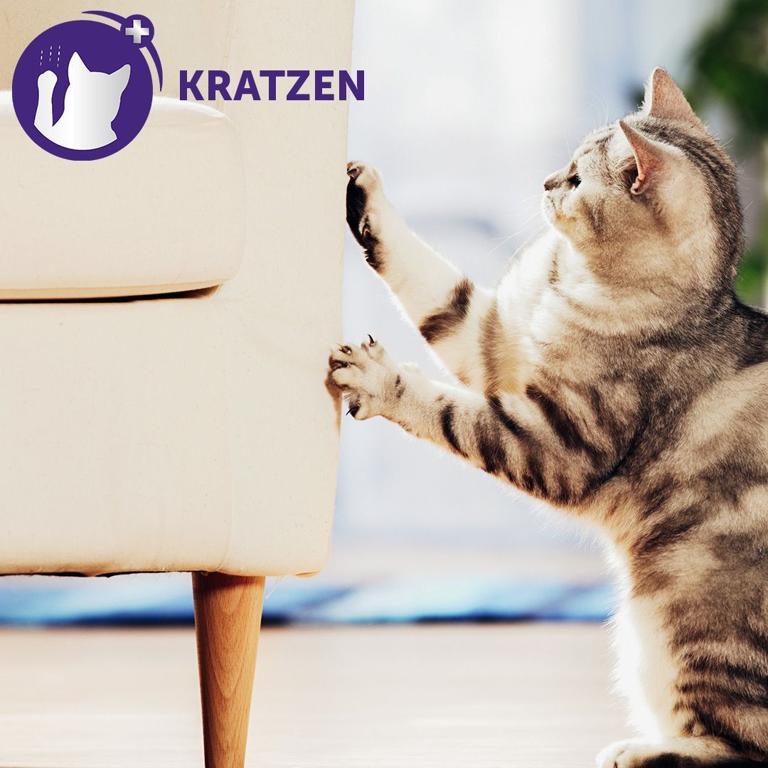 Katze kratzt an einem Möbelstück. Symbol für Kratzen.