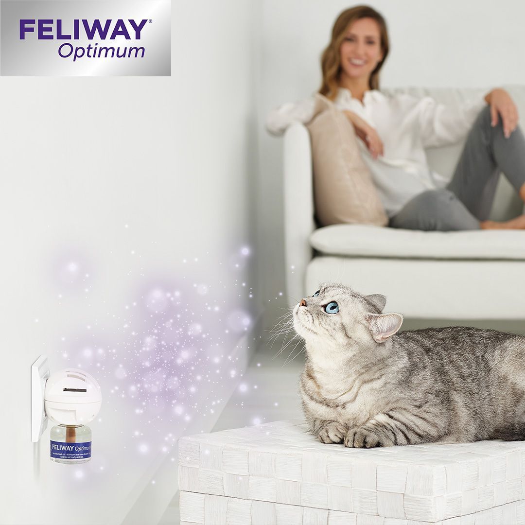 FELIWAY® Optimum Diffusor in der Steckdose. Katze sitzt auf einem Podest.
