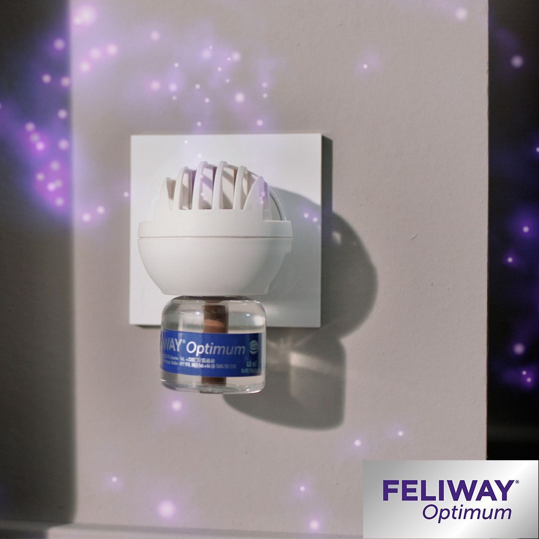 FELIWAY® Optimum Diffusor in der Steckdose. Nahaufnahme.