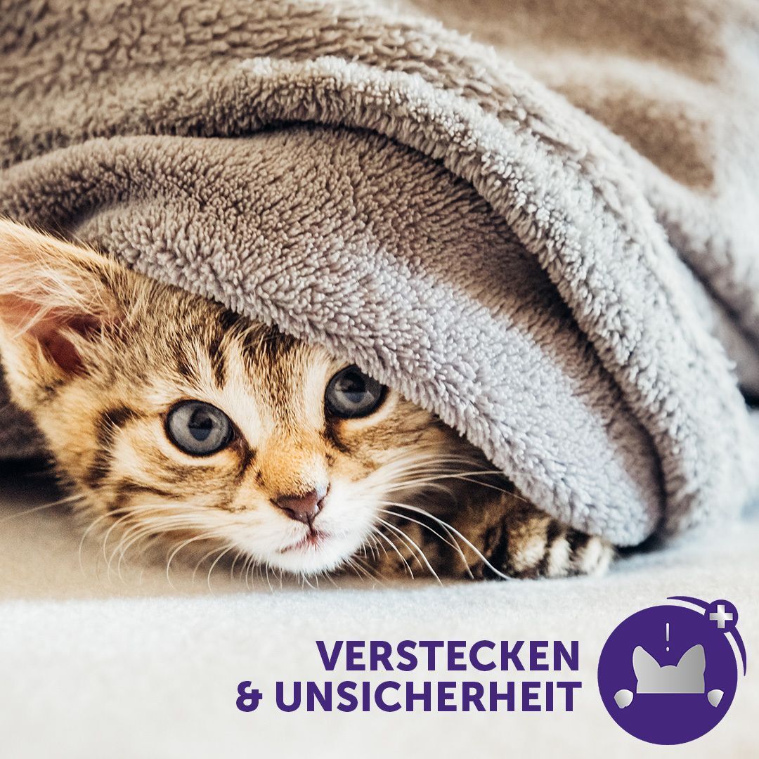 Katze versteckt sich unter einer Decke. Symbol für Verstecken & Unsicherheit.