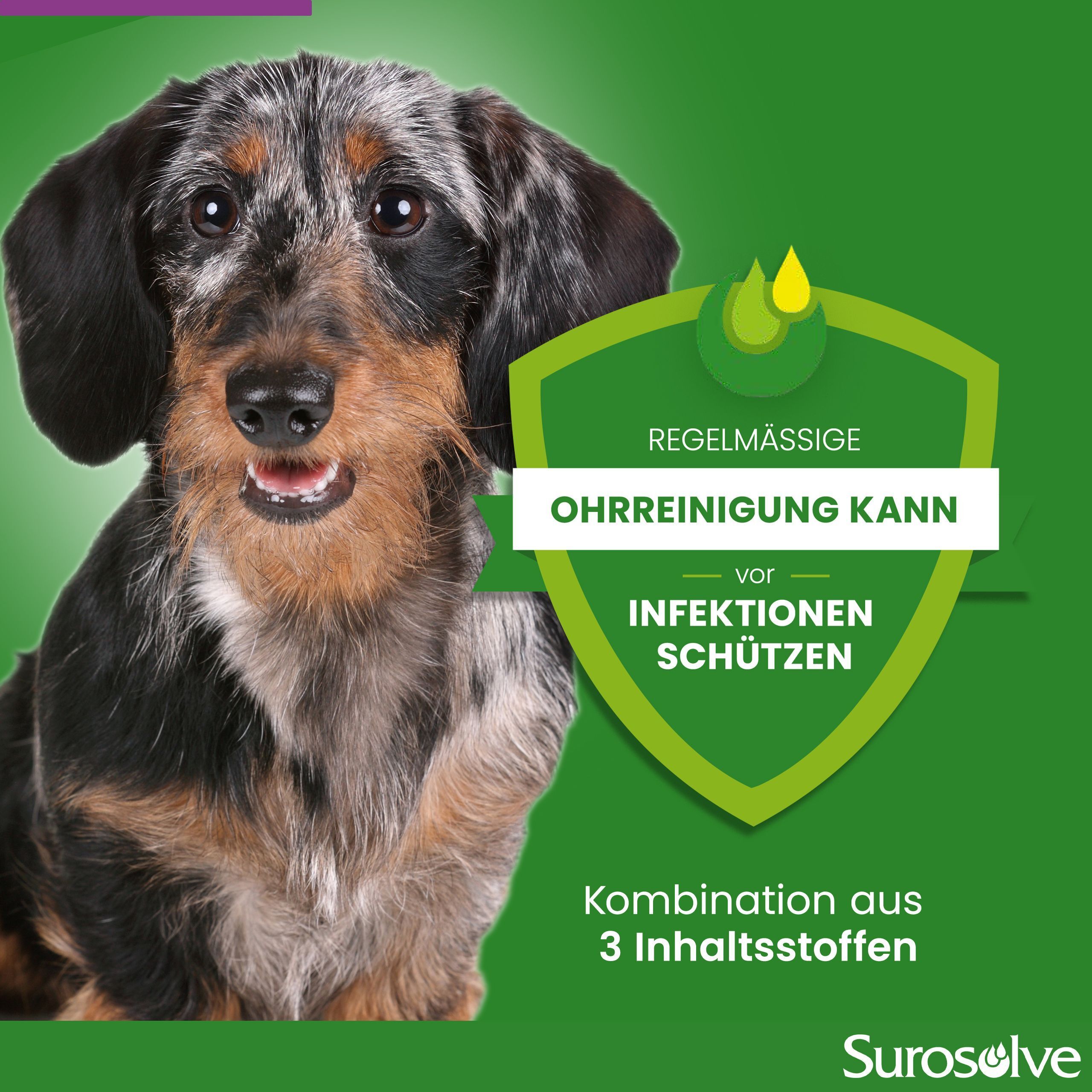 Grüner Hintergrund mit Hund. Text: Regelmäßige Ohrreinigung kann vor Infektionen schützen. Surosolve Logo.