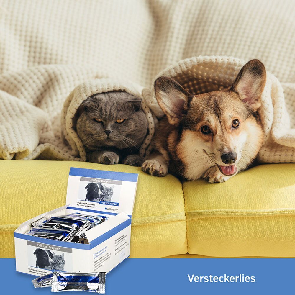 Eine Katze und ein Hund, zugedeckt mit einer Decke, neben einer geöffneten Box mit Tabletten. Gelbes Sofa.