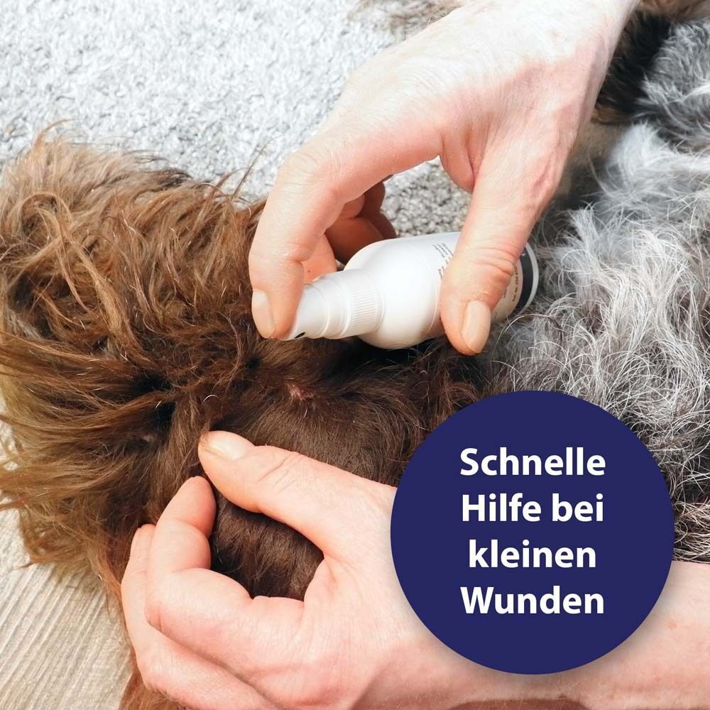 Hände sprühen Canosept® Wundspray auf eine Wunde eines Hundes. Blaue Kreise mit Text: Schnelle Hilfe bei kleinen Wunden.