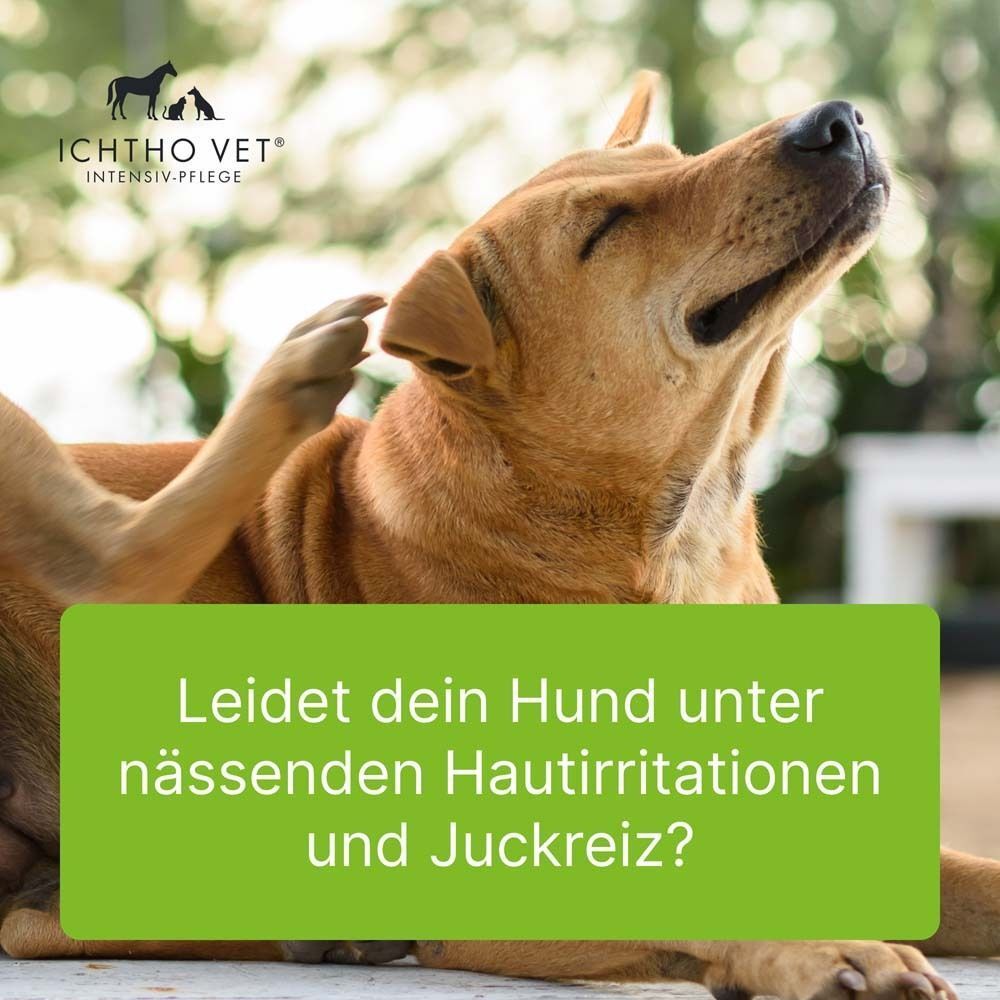 Ein Hund mit geschlossenen Augen, der von einer Hand am Kopf gekratzt wird. Text auf grünem Hintergrund: 'Leidet dein Hund unter nässenden Hautreizungen und Juckreiz?'