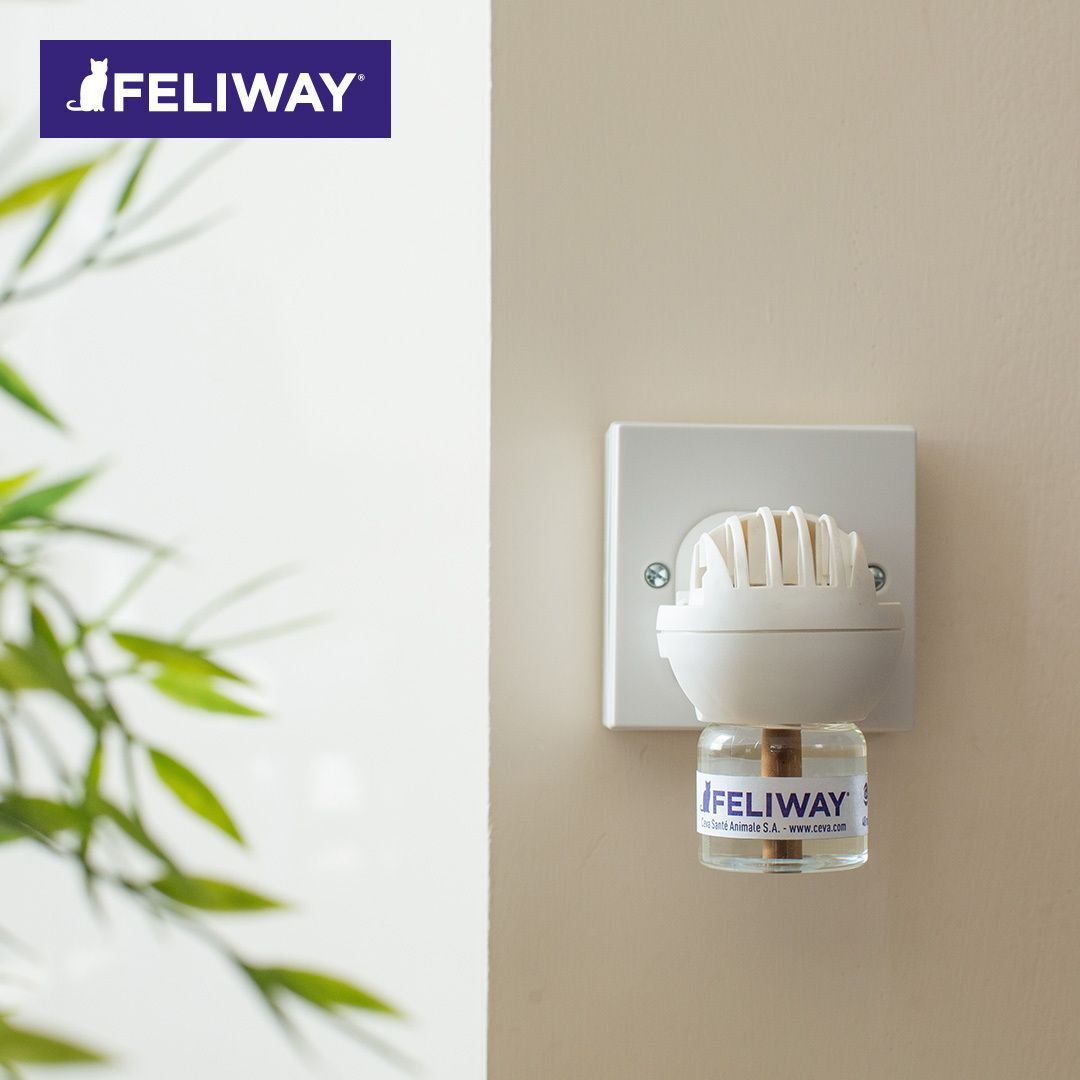 FELIWAY Classic Diffusor in Steckdose. Weißer Diffusor mit Flasche. Pflanze im Hintergrund.