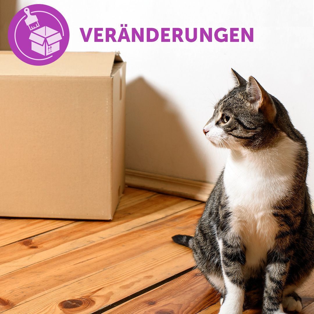 Katze neben Umzugskarton. Text: VERÄNDERUNGEN. Lila Kreis mit Symbol eines Kartons.