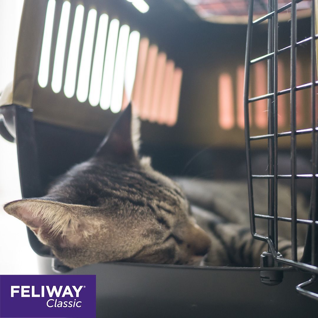 Katze in Transportbox. Schwarzer Metallkäfig. FELIWAY Classic Logo.
