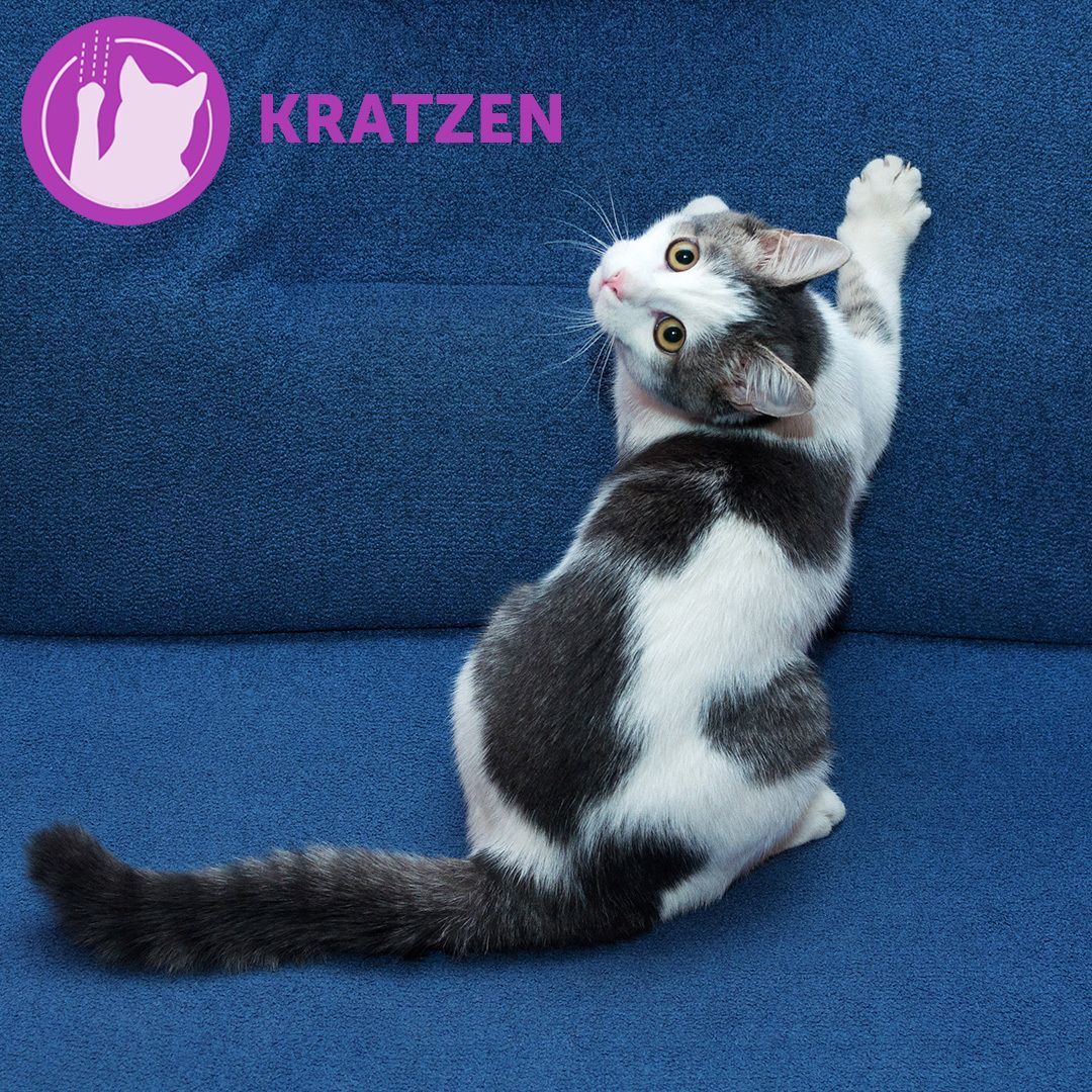 Katze kratzt an blauer Couch. Lila Symbol mit Kratzsymbol. Text: Kratzen.