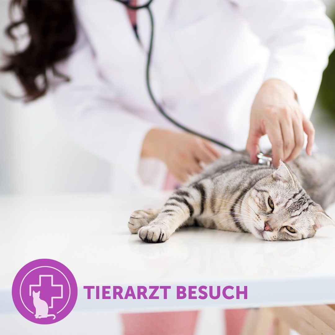 Tierarzt untersucht Katze. Lila Symbol mit Katze und Kreuz. Text: Tierarztbesuch.