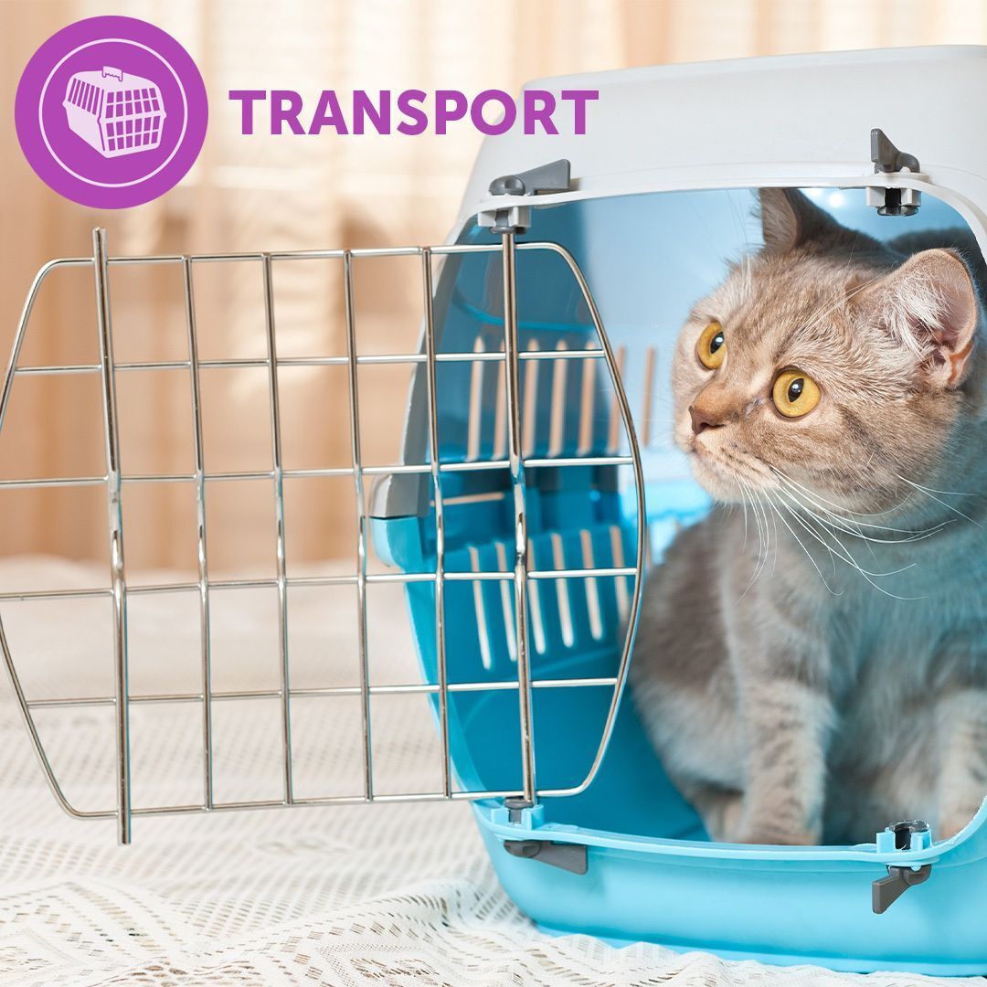 Katze in Transportbox. Blaue Box mit Metallgitter. Text: TRANSPORT. Lila Symbol.