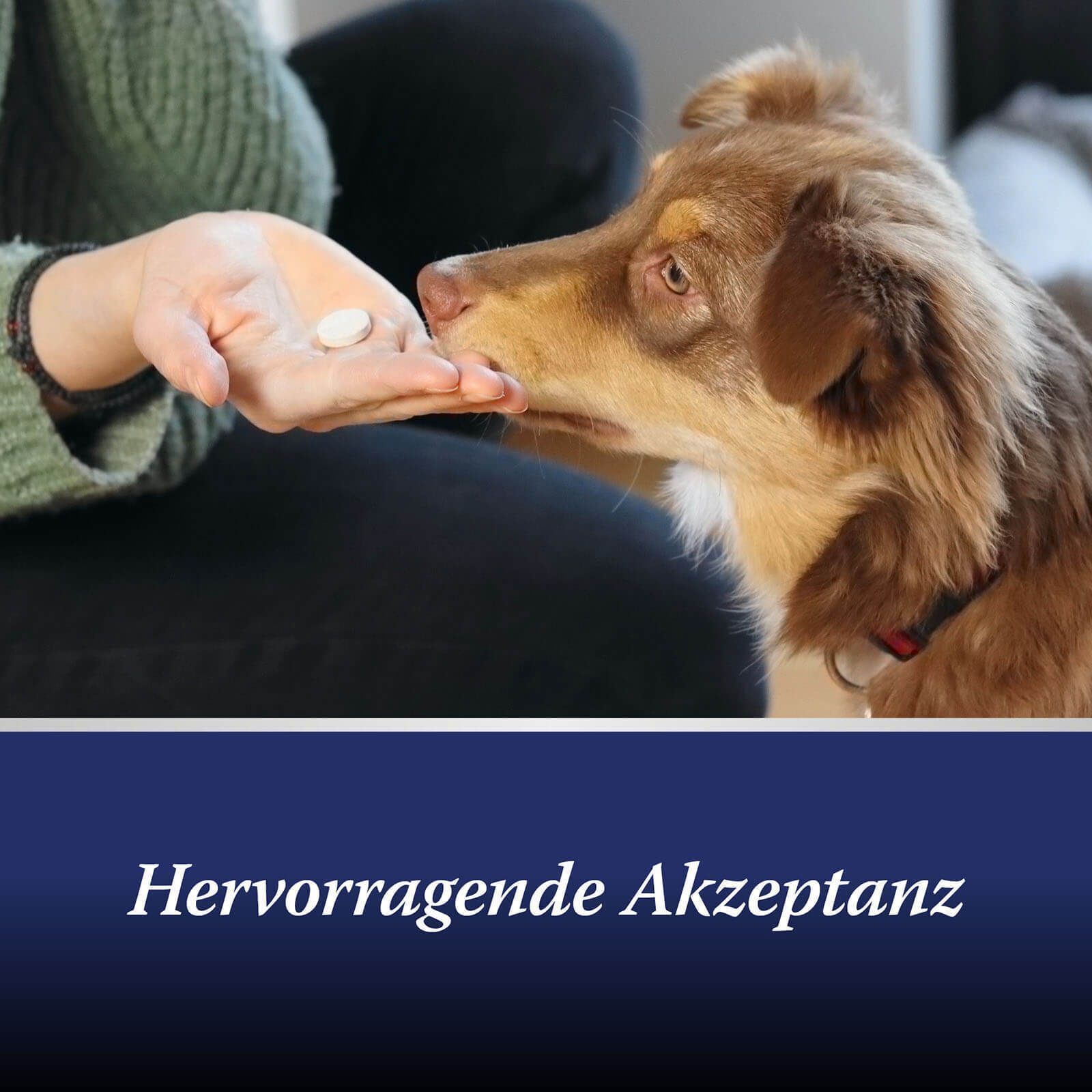 Hund nimmt Tablette von Hand. Text: Hervorragende Akzeptanz. Blauer Hintergrund.
