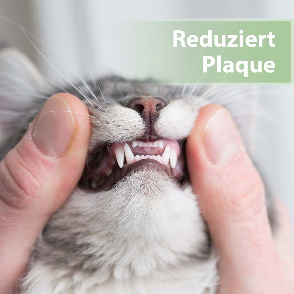 Nahaufnahme des Katzenmauls. Zähne werden gezeigt. Text: Reduziert Plaque.