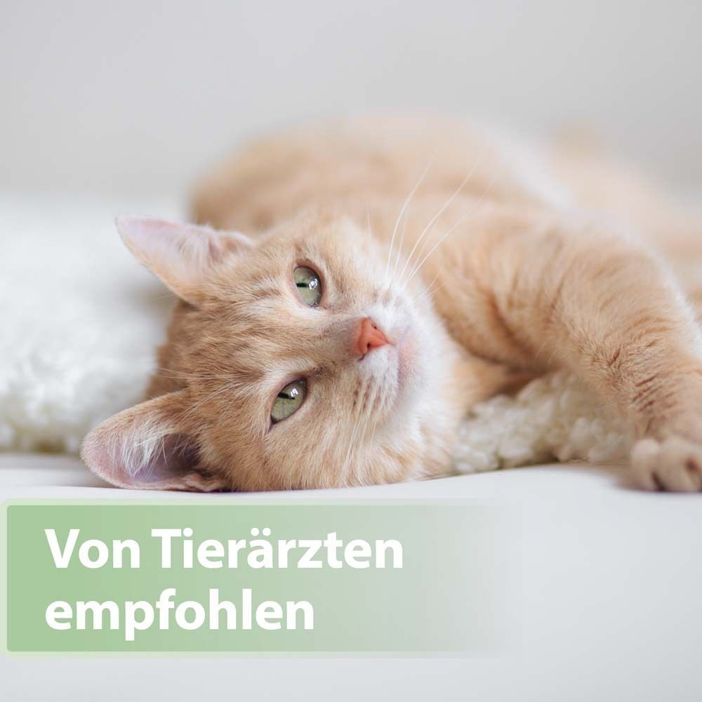 Katze liegt auf einer weißen Oberfläche. Text: Von Tierärzten empfohlen.