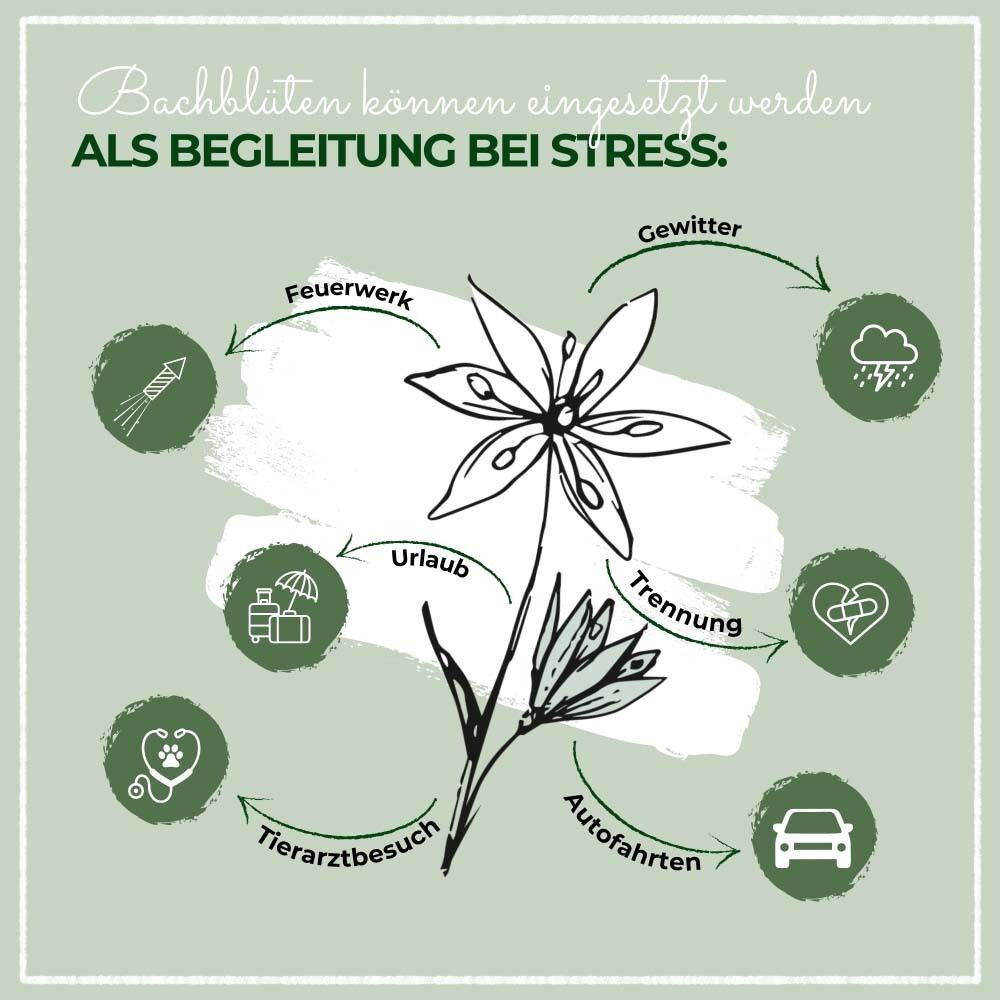 Infografik mit Illustration einer Blume und Icons. Themen: Stress, Gewitter, Urlaub, Tierarztbesuch.