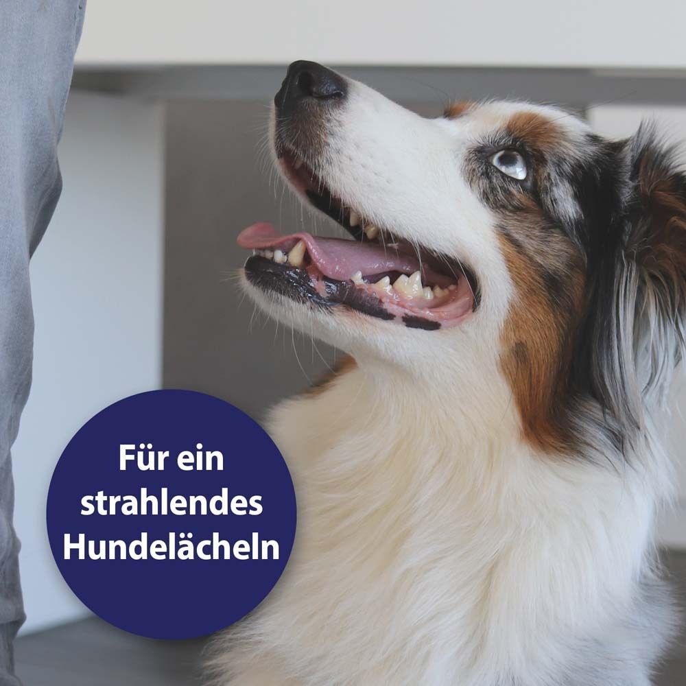 Hund mit geöffnetem Maul. Blauer Kreis mit Text: Für ein strahlendes Hundelächeln.