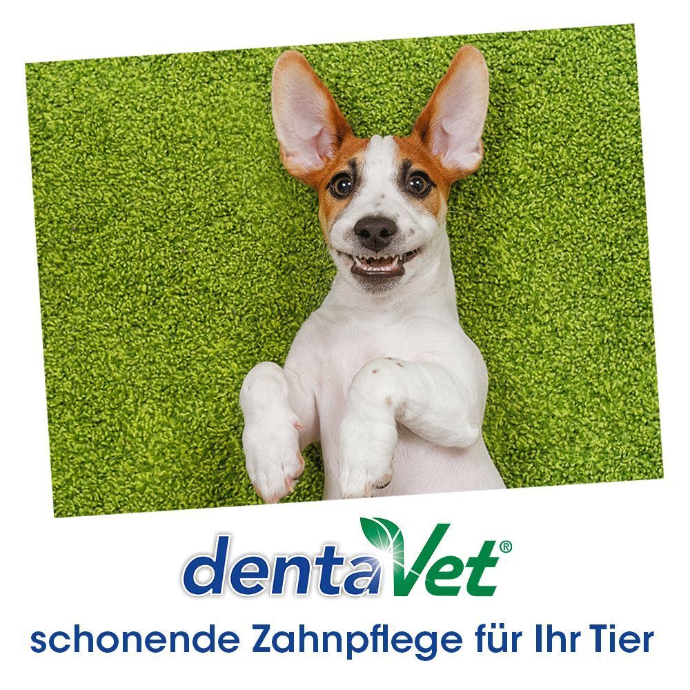Hund liegt auf grünem Teppich, lächelt. Darunter: dentaVet, schonende Zahnpflege für Ihr Tier.