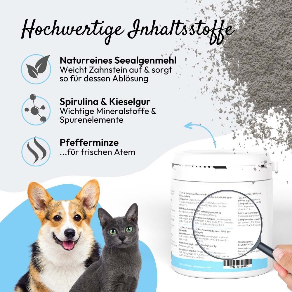 Nahaufnahme der Inhaltsstoffe von PHA ZahnSchutz PLUS: Seetang, Spirulina, Kieselgur, Pfefferminze.