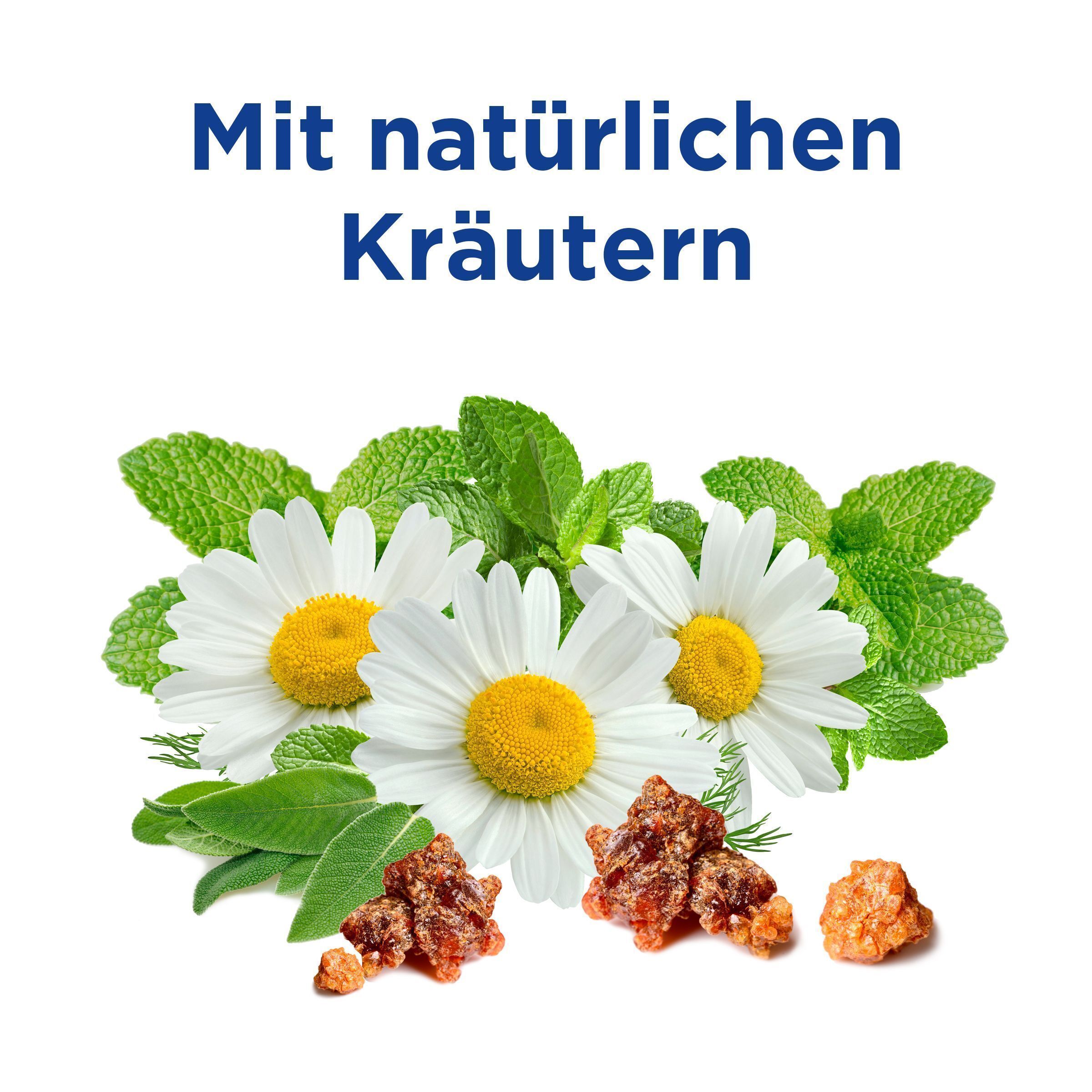 Kamerausschnitt von Kamille, Minze und Kräutern mit Harzbrocken.