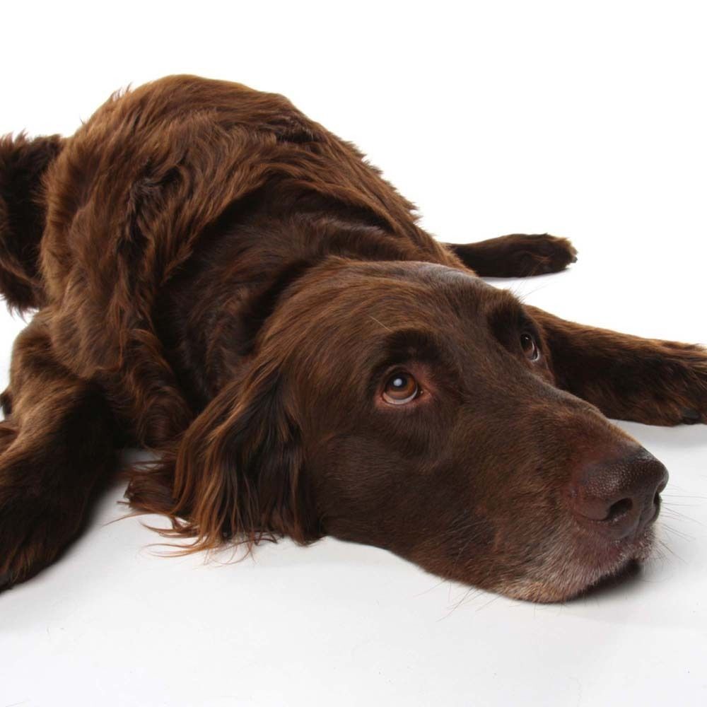 Ein brauner Hund liegt auf einem weißen Hintergrund. Studioaufnahme.