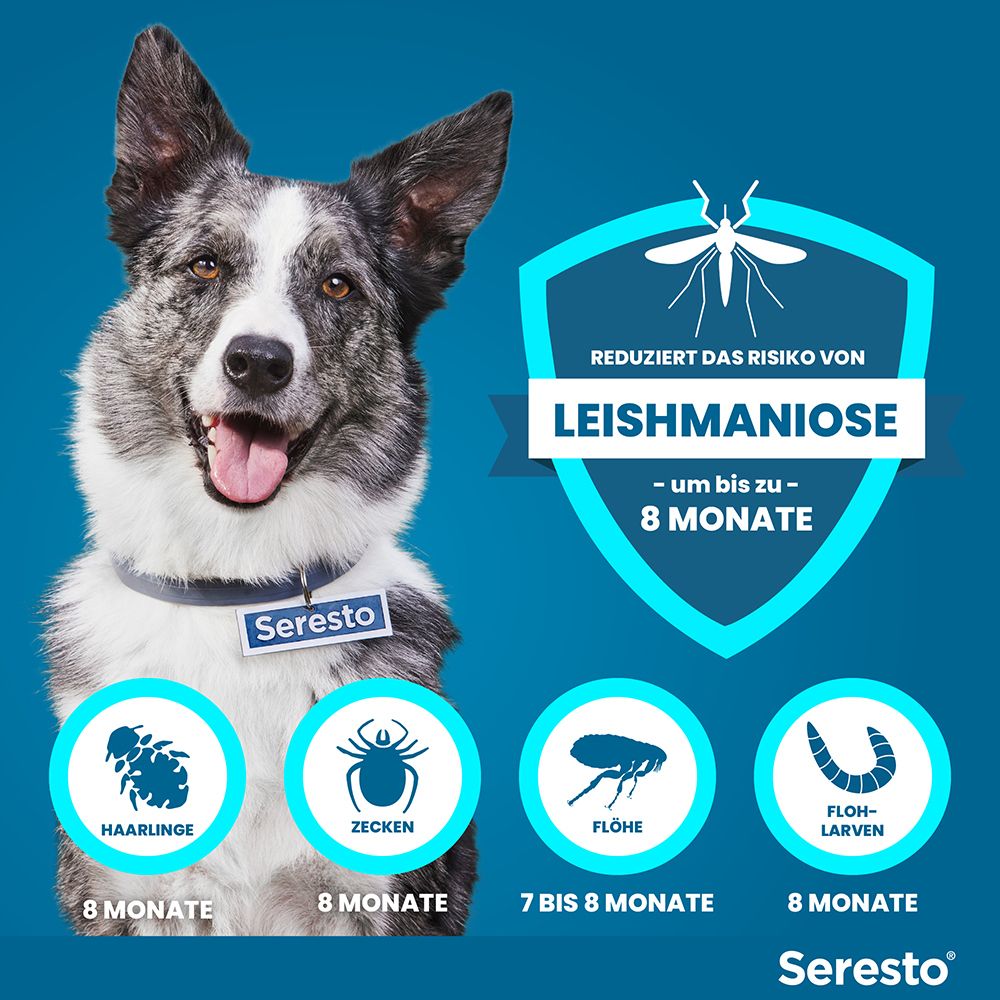 Hund mit Seresto-Halsband, das vor Leishmaniose, Haarlingen, Zecken, Flöhen und Flohlarven schützt.