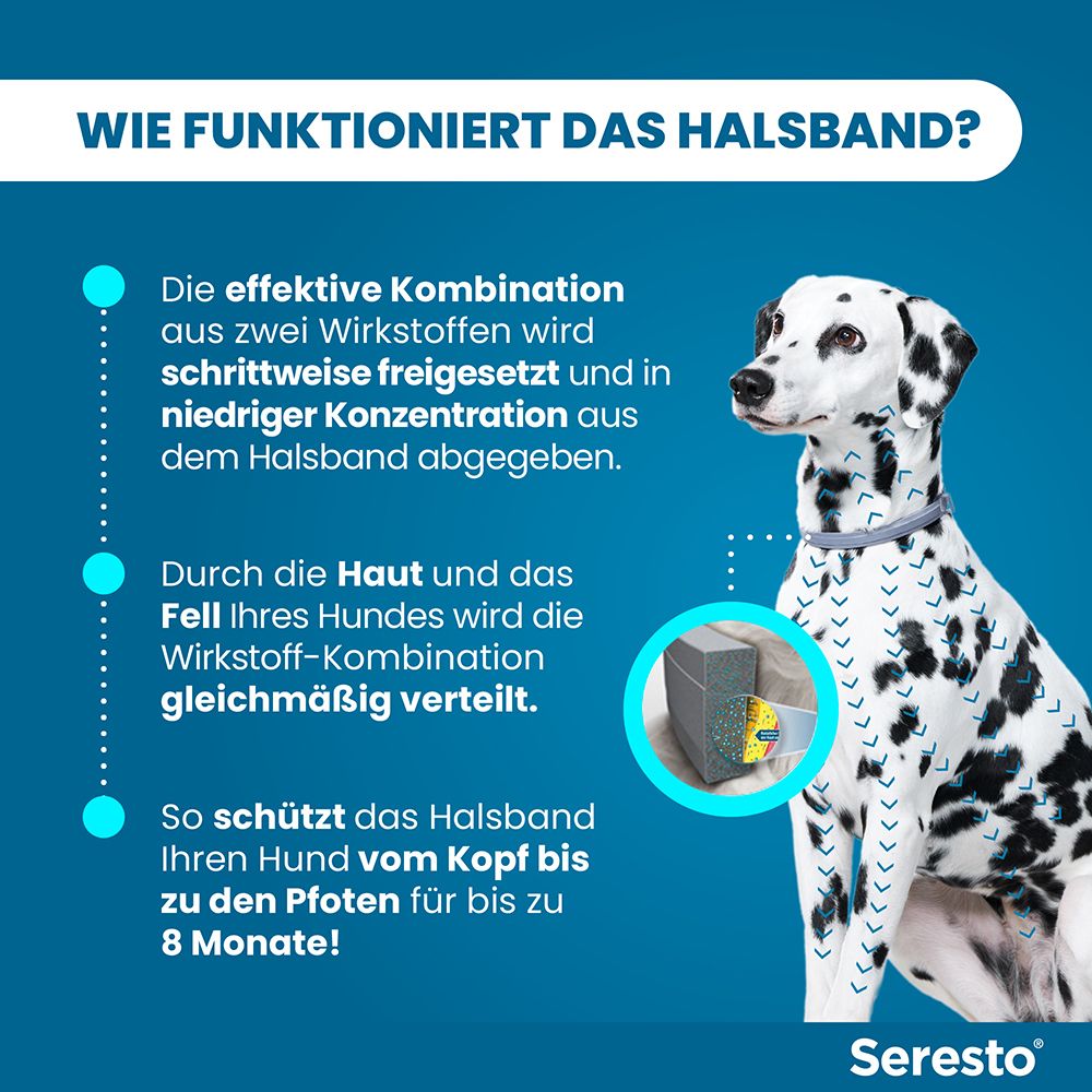 Dalmatiner mit einem grauen Halsband, das vor Parasiten schützt. Infografik erklärt die Wirkstoffabgabe.
