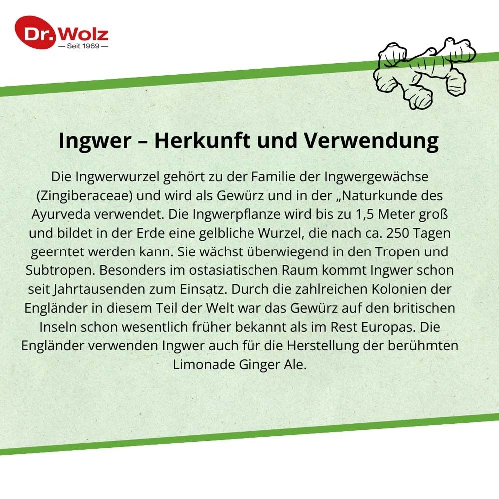 Textseite mit Informationen über Ingwer. Illustration von Ingwerwurzeln. Text über Herkunft und Verwendung.