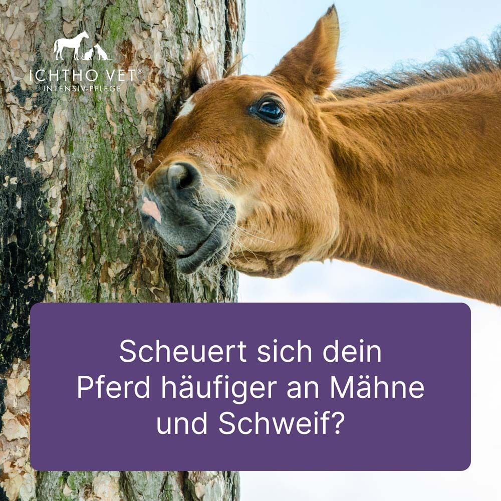 ICHTHO VET® SHAMPOO für Pferde