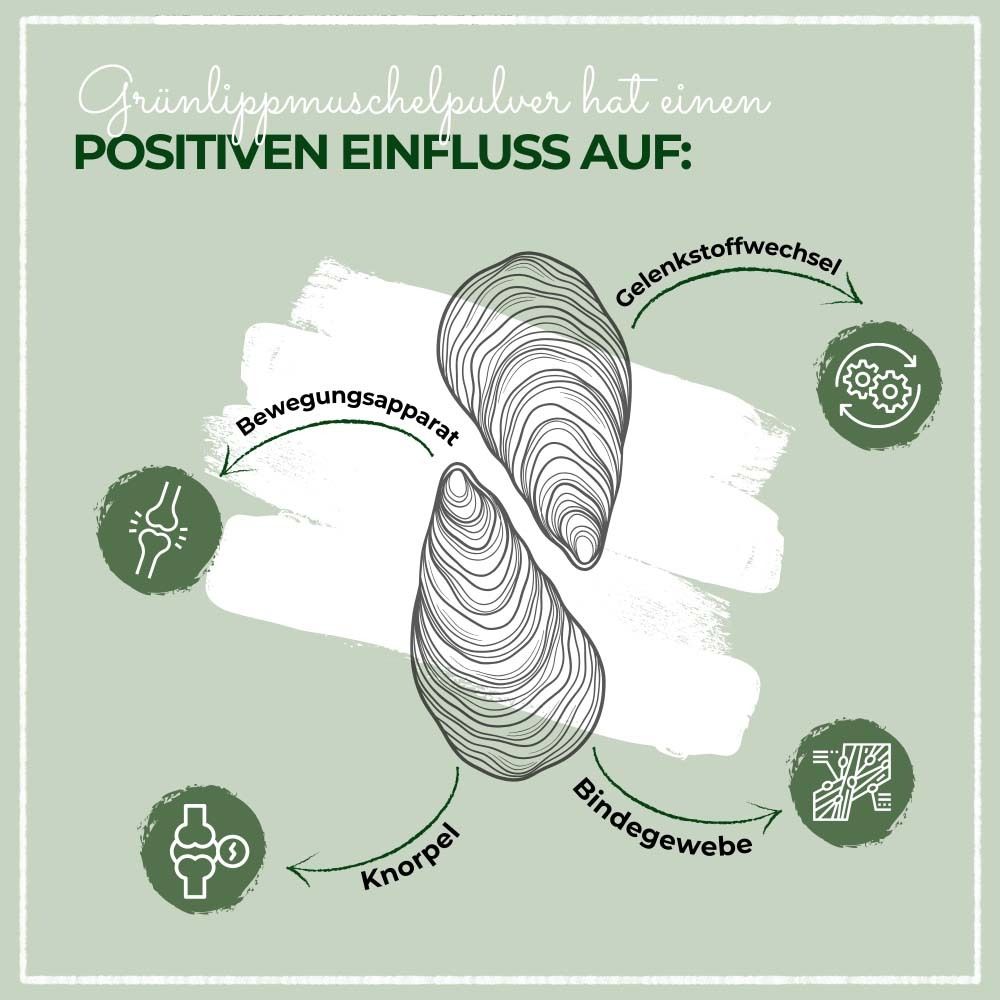 Grafik mit Muscheln und Icons. Grünlippmuschelpulver hat positiven Einfluss auf Gelenke, Knorpel, Bindegewebe und Stoffwechsel.
