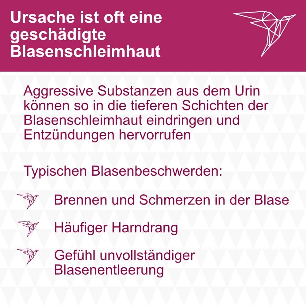 Text: Ursache ist oft eine geschädigte Blasenschleimhaut. Aufzählung von Symptomen.