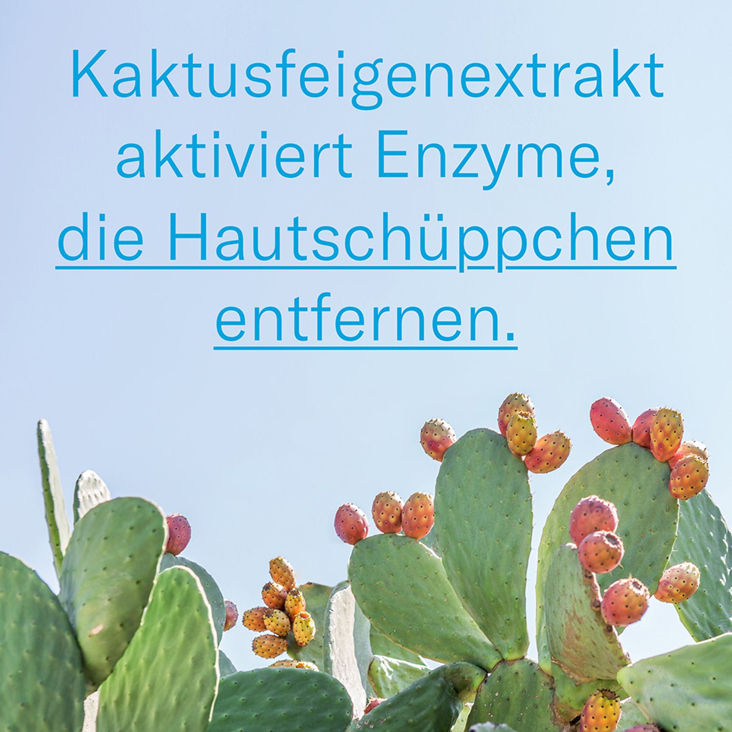 Kaktus mit Text: Kaktusfeigenextrakt aktiviert Enzyme, die Hautschüppchen entfernen.