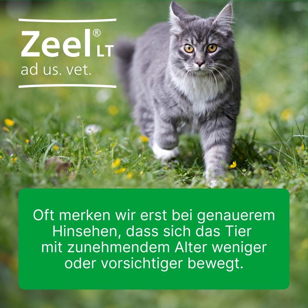 Graue Katze geht durch Gras. Text: Tiere bewegen sich mit zunehmendem Alter vorsichtiger.