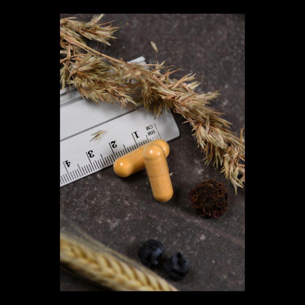 Zwei gelbe Kapseln neben einem Lineal und getrockneten Pflanzen. Dunkler Hintergrund.