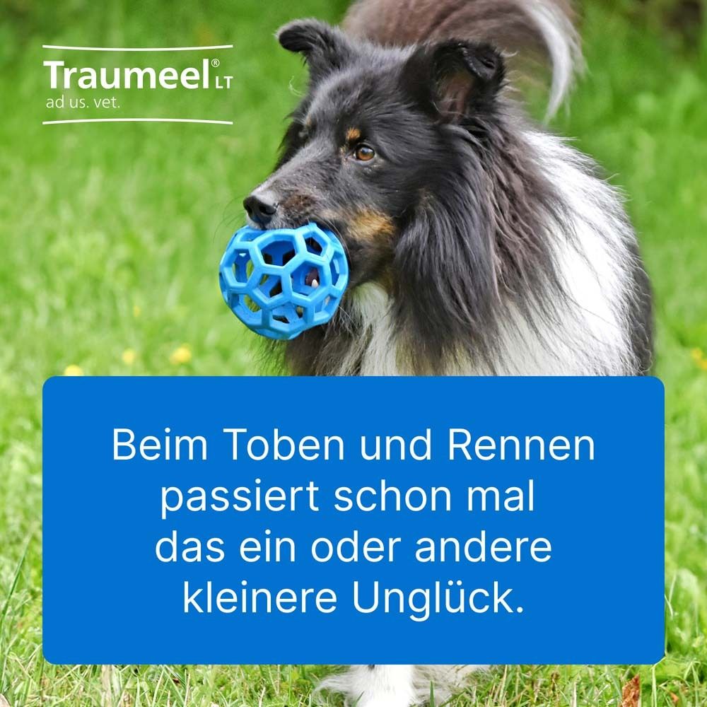 Hund mit blauem Ball im Maul. Text: Beim Toben und Rennen passiert schon mal das ein oder andere kleinere Unglück.