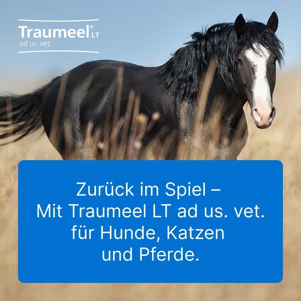 Pferd im Feld. Text: Zurück im Spiel – Mit Traumeel LT ad us. vet. für Hunde, Katzen und Pferde.